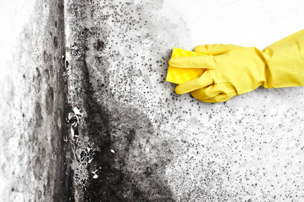 Professional Mold Removal in Blackwater, AZ