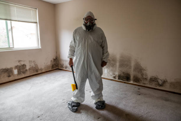 Best Attic Mold Removal  in Blackwater, AZ