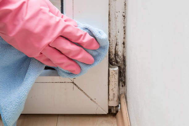 Best Mold Remediation  in Blackwater, AZ